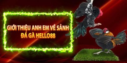 Trải nghiệm ngay đá gà Thomo tại Hello88